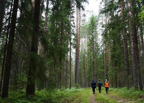FSC setzt zum 1. Mai 2023 verbliebene Waldzertifikate  in Russland aus