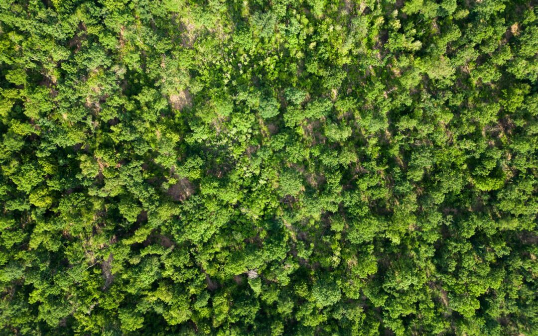 Schutz der Wälder mit Google Earth Engine