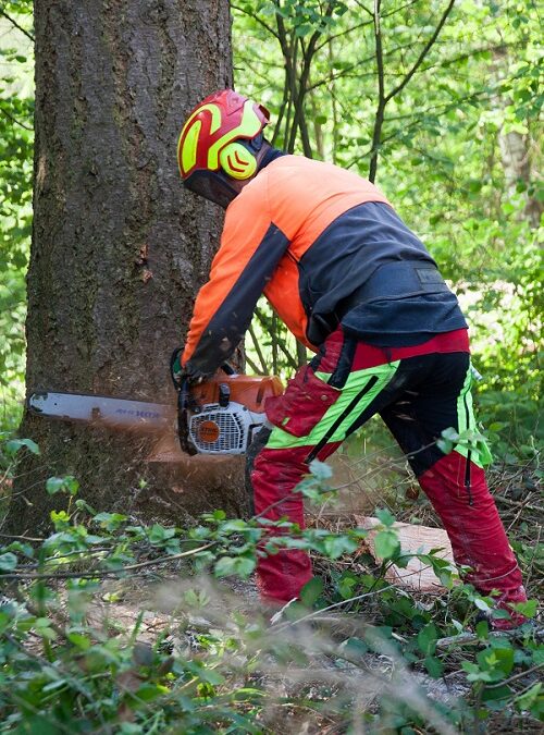 Wald in Hessen: Positive Impulse durch FSC