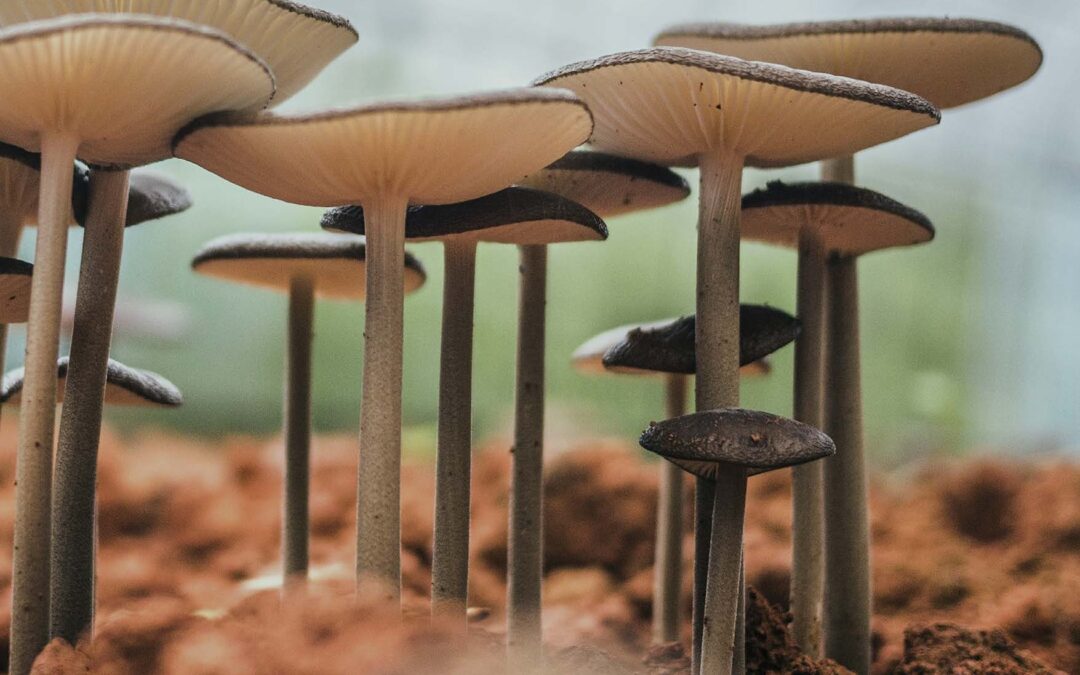 Neue Kriterien für CoC-Gruppenzertifizierung in Deutschland