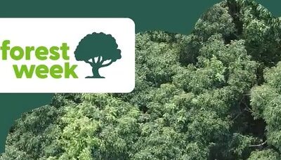 Machen Sie mit bei der FSC Forest Week 2026!